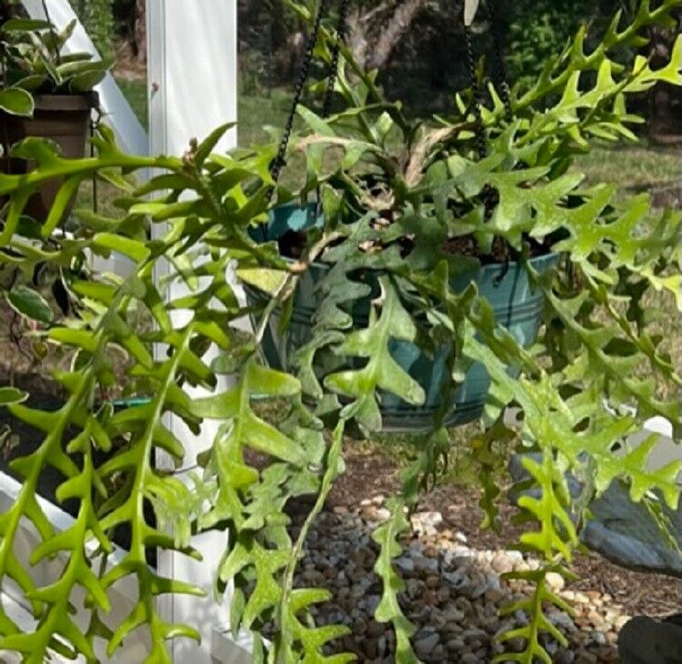 Zig Zag cactus, Epiphyllum anguliger Un-rooted Fresh Cuttings
